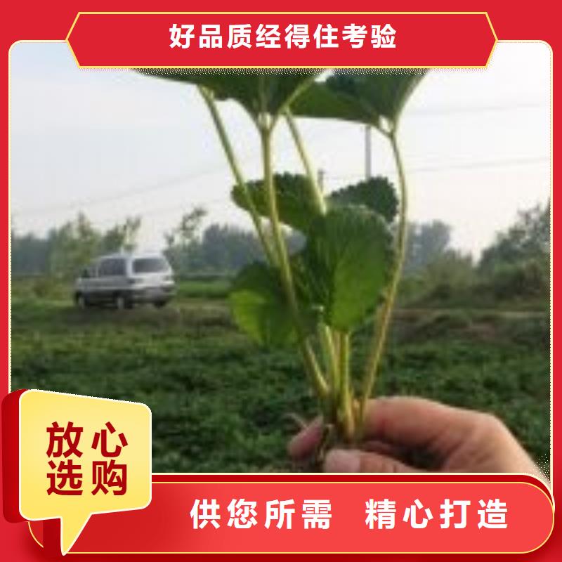 草莓苗大棚草莓苗严格把控每一处细节