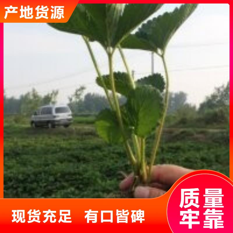 草莓苗_油蟠桃树苗应用领域