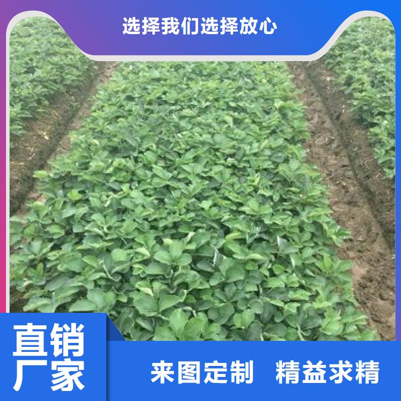 草莓苗-【无花果树苗】今日新品