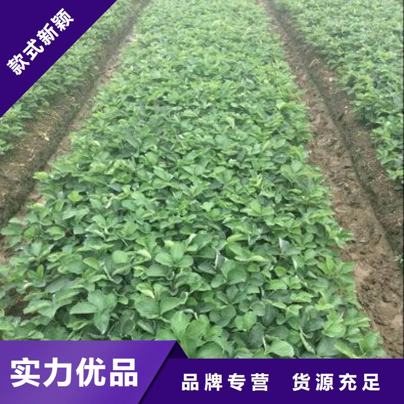 草莓苗【毛蟠桃树苗】大量现货