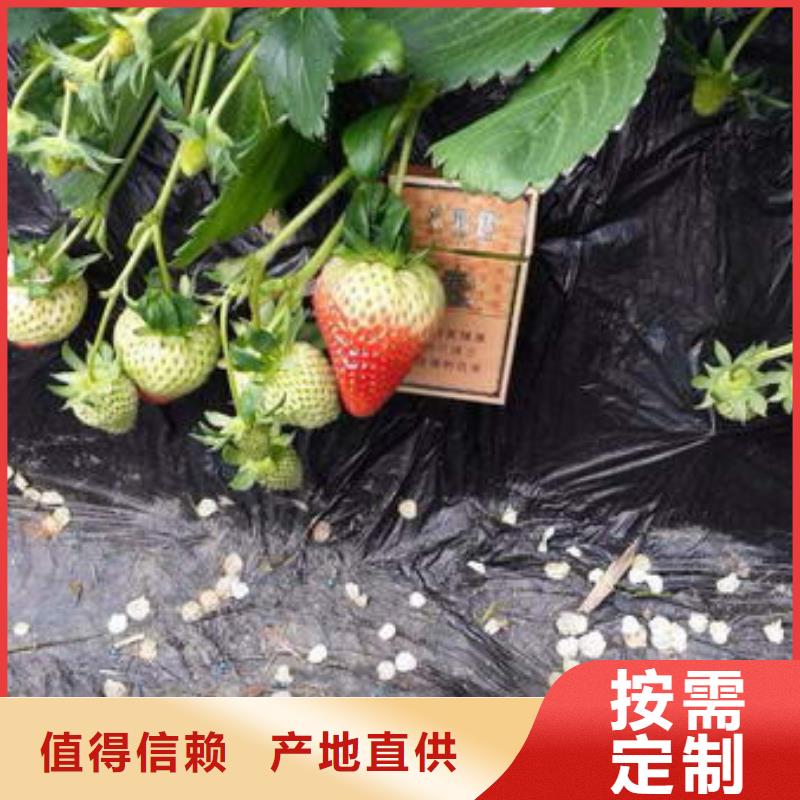 草莓苗 【夏黑葡萄苗】专业完善售后