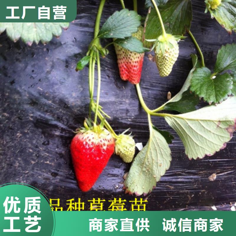 【草莓苗】黄桃树苗质保一年