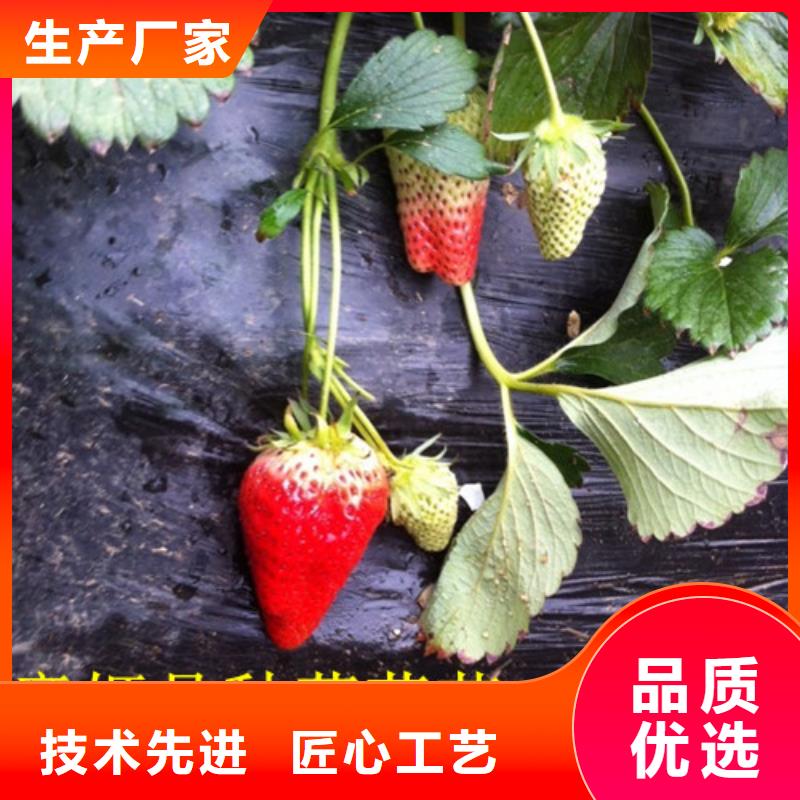 【草莓苗】,青苹果树苗工厂直营