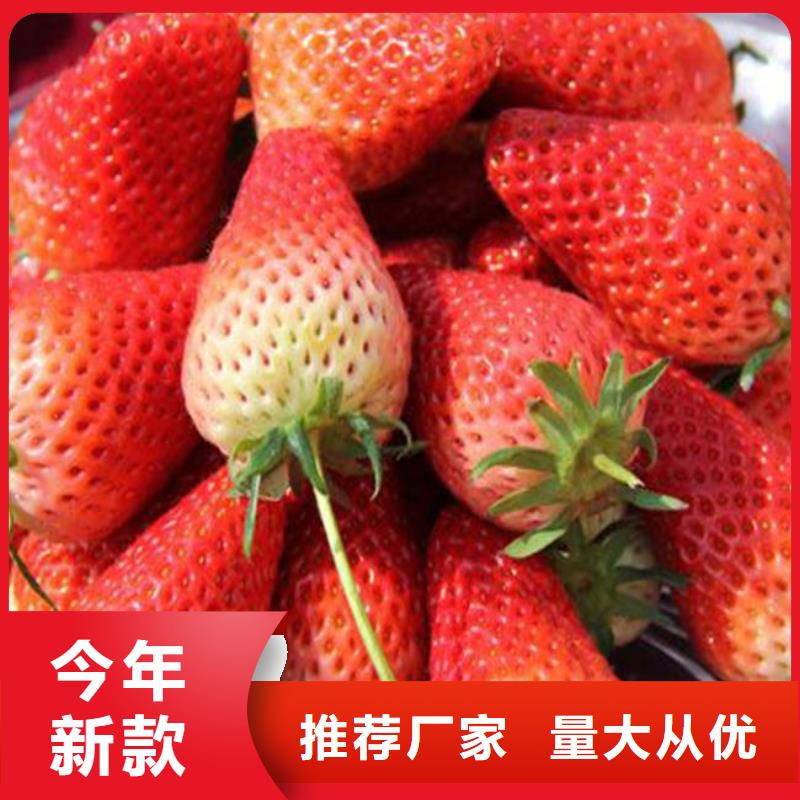 草莓苗胭脂脆桃树苗好品质售后无忧