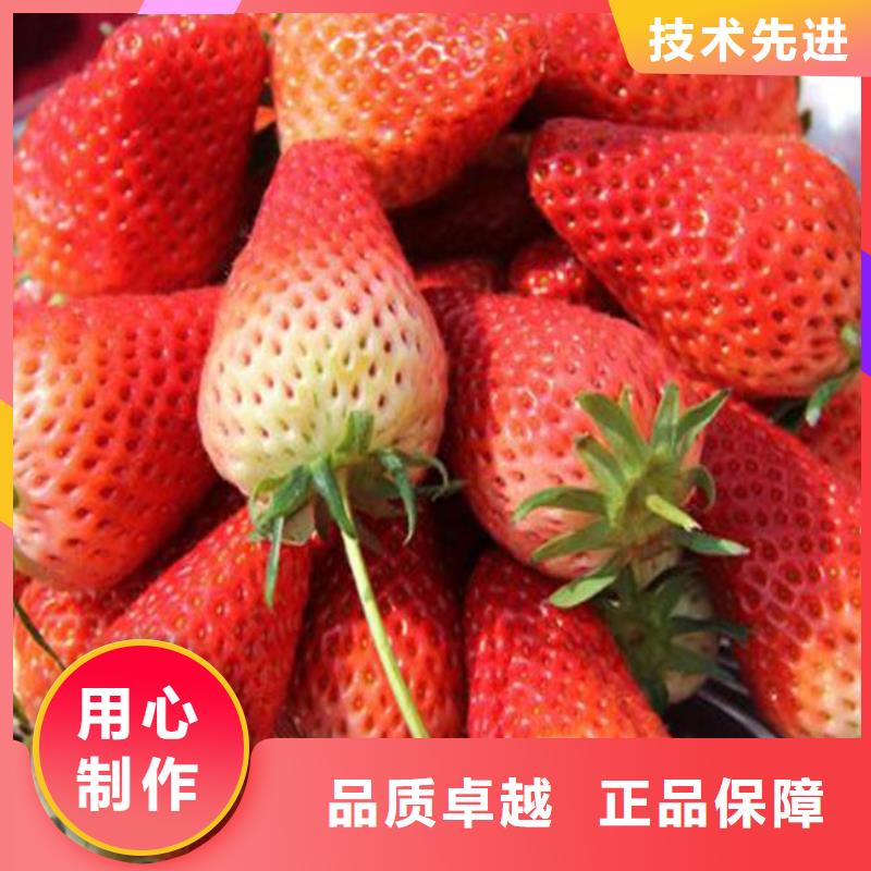 草莓苗【大棚草莓苗】多种工艺
