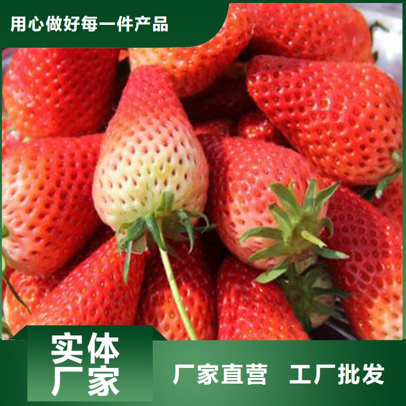 草莓苗葡萄苗基地定制速度快工期短