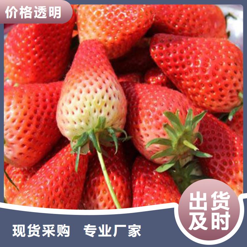 【草莓苗】梨树苗打造行业品质