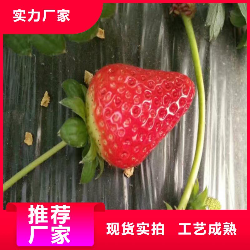 草莓苗胭脂脆桃树苗好品质售后无忧