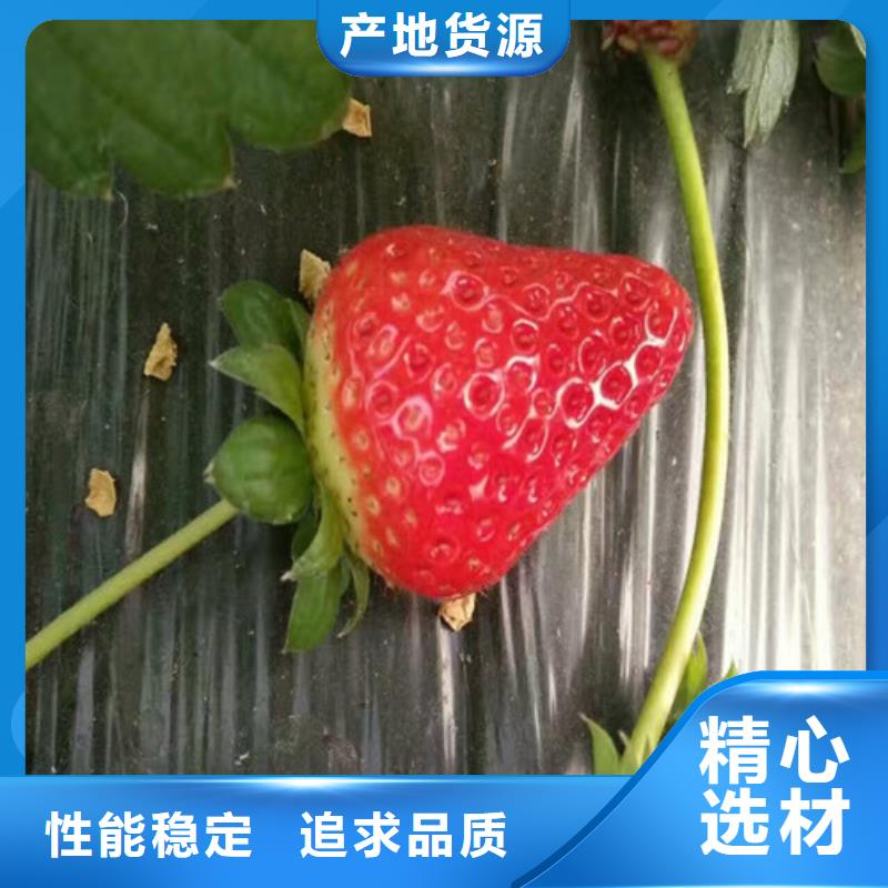 【草莓苗】梨树苗打造行业品质