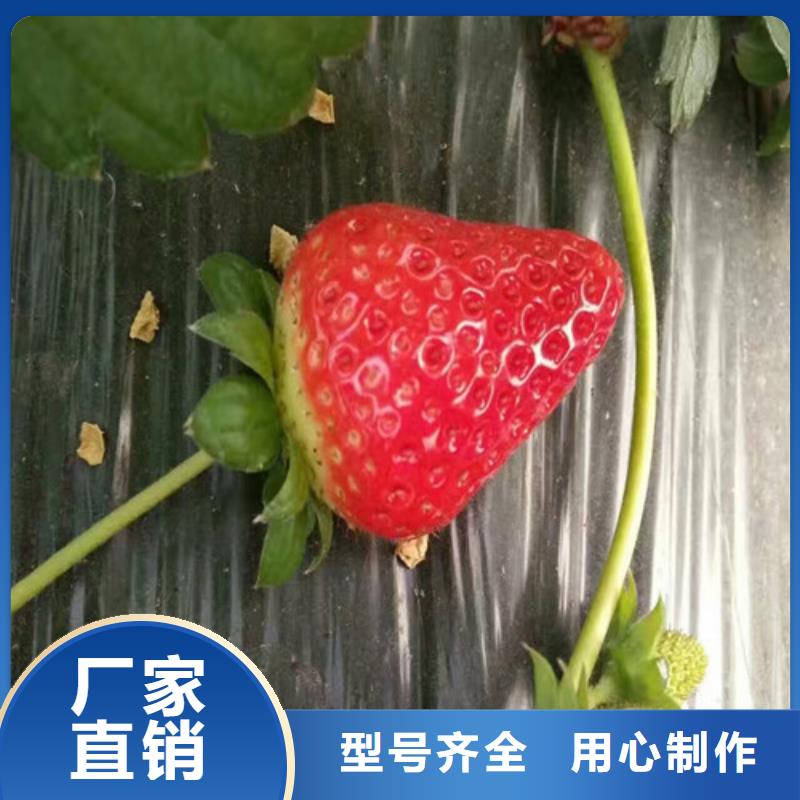 草莓苗葡萄苗基地定制速度快工期短