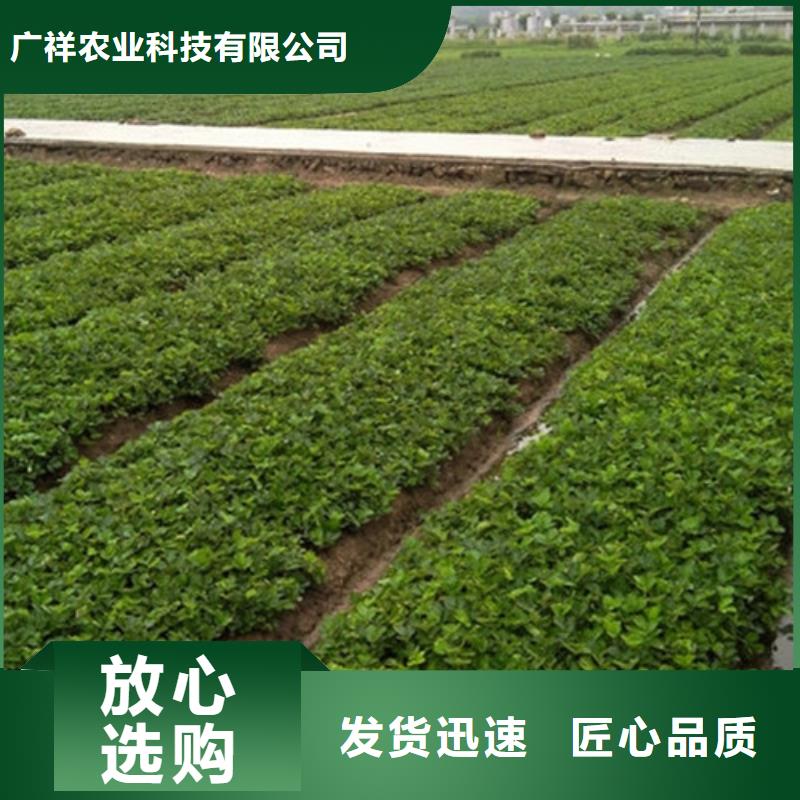 草莓苗黄桃树苗专业生产品质保证