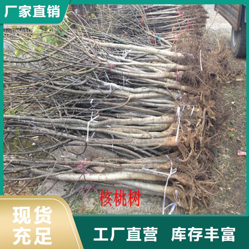 核桃苗【果树苗批发基地】品质优选