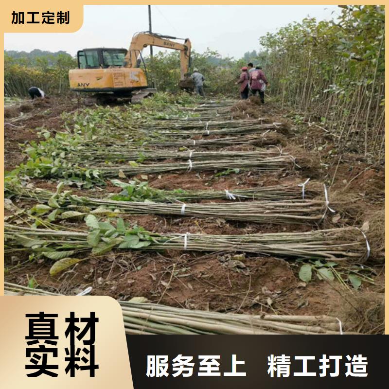 核桃苗苹果苗基地厂家批发价