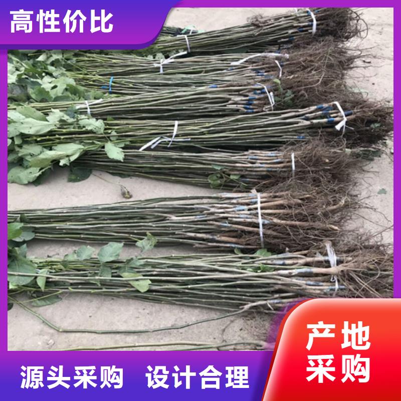 核桃苗【吉塞拉6号砧木】甄选好物