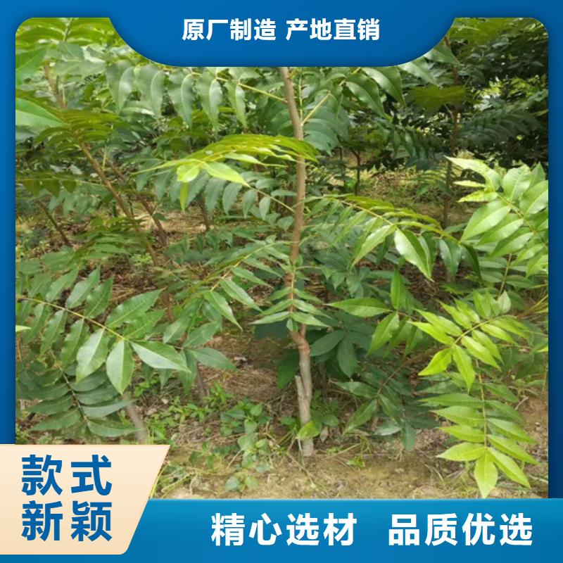 核桃苗黄金苹果树苗基地价格透明