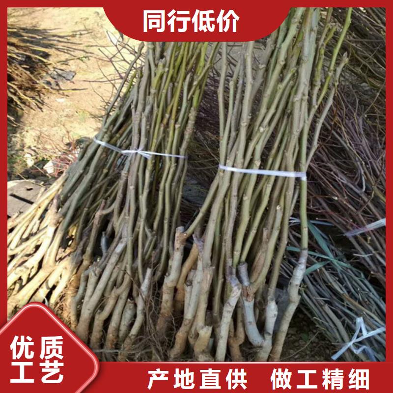 核桃苗【吉塞拉6号砧木】甄选好物