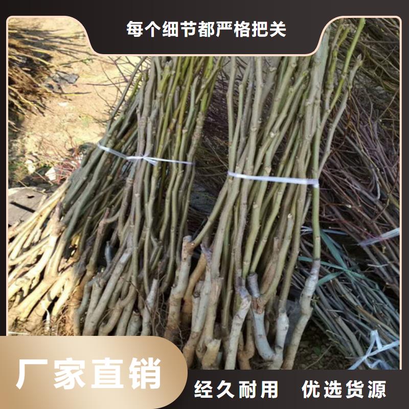 【核桃苗】甜柿子树苗畅销当地