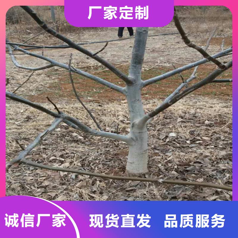 核桃苗樱桃苗出厂价