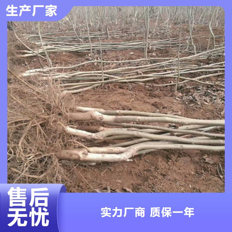 核桃苗【天仙醉草莓苗】现货快速采购