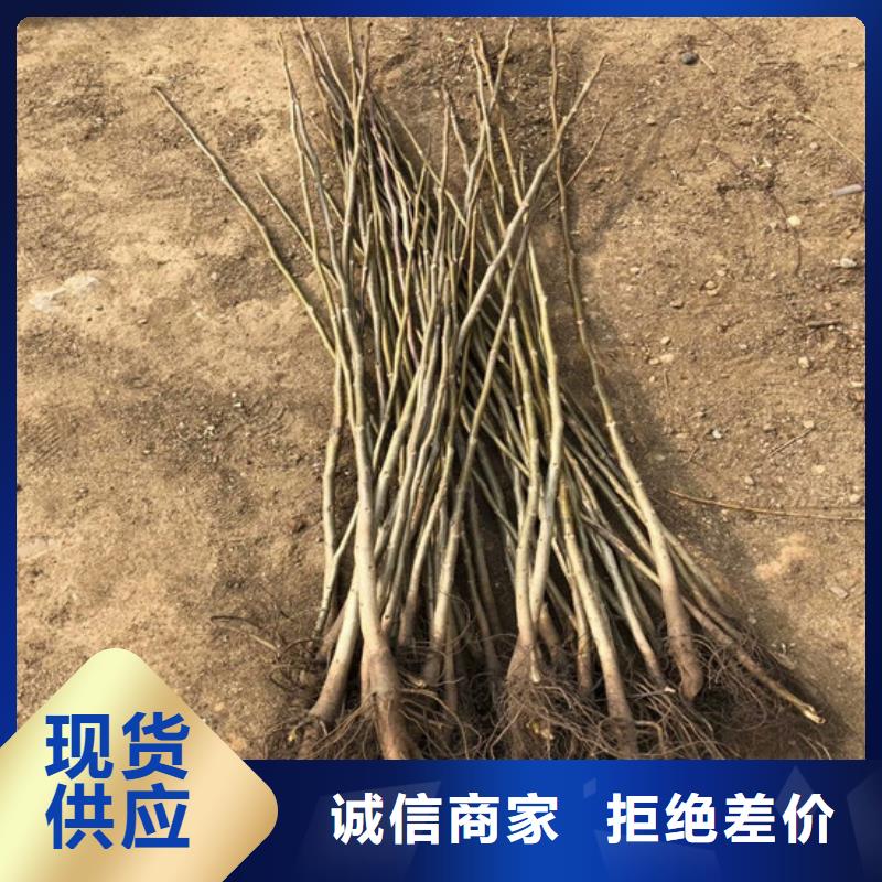 核桃苗【天仙醉草莓苗】现货快速采购