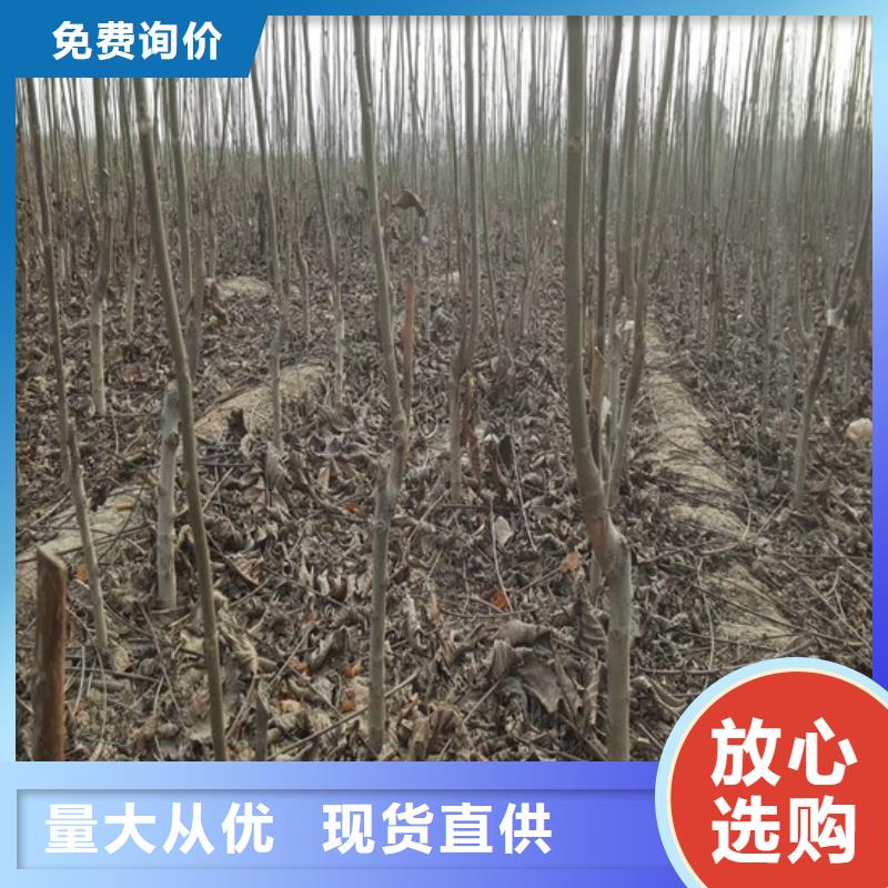 核桃苗苹果苗基地工厂认证