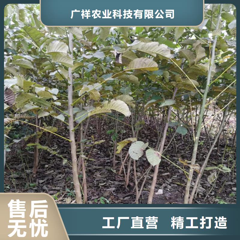 核桃苗_苹果苗应用领域