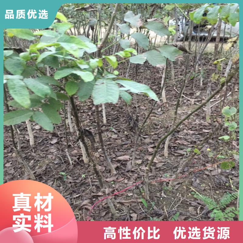 核桃苗梨树苗基地专业按需定制