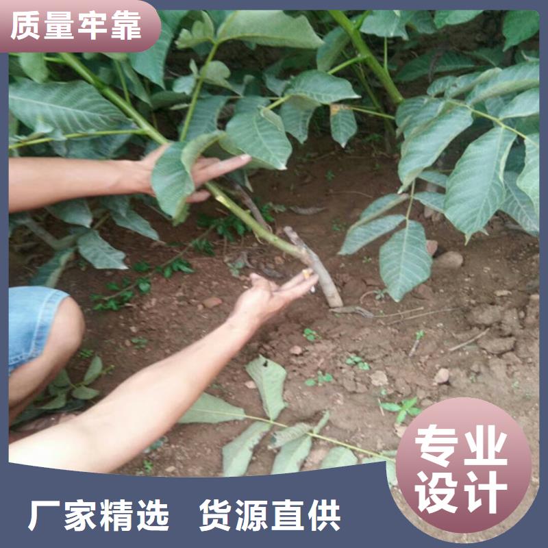 核桃苗,桃树苗基地精选优质材料