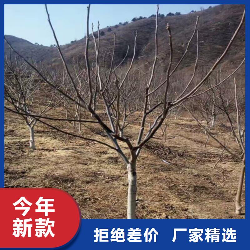 核桃苗【果树苗批发基地】品质优选