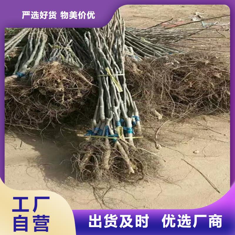 核桃苗油蟠桃树苗一件也发货