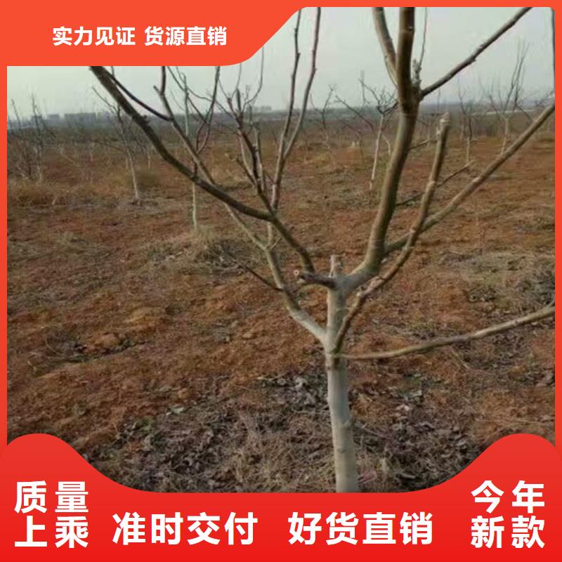 核桃苗蜂糖李子树苗支持非标定制
