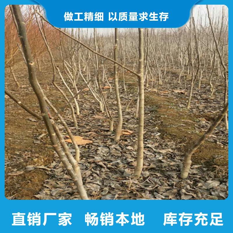 核桃苗【果树苗批发基地】品质优选