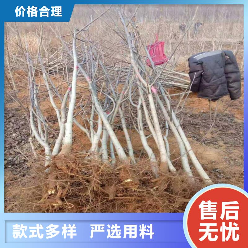 核桃苗苹果苗基地品质优选