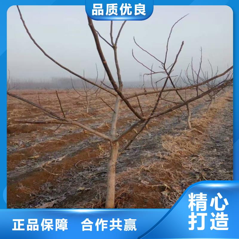 【核桃苗】甜柿子树苗畅销当地