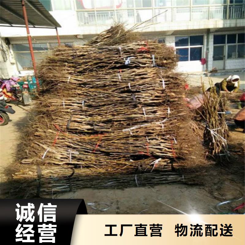 核桃苗【果树苗批发基地】品质优选