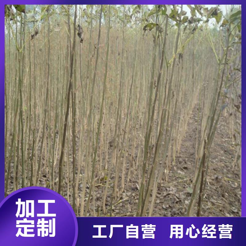 核桃苗草莓苗价格安心购