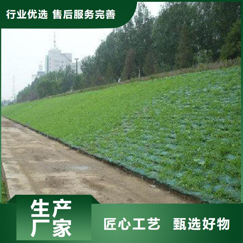 三维植被网土工布实拍品质保障