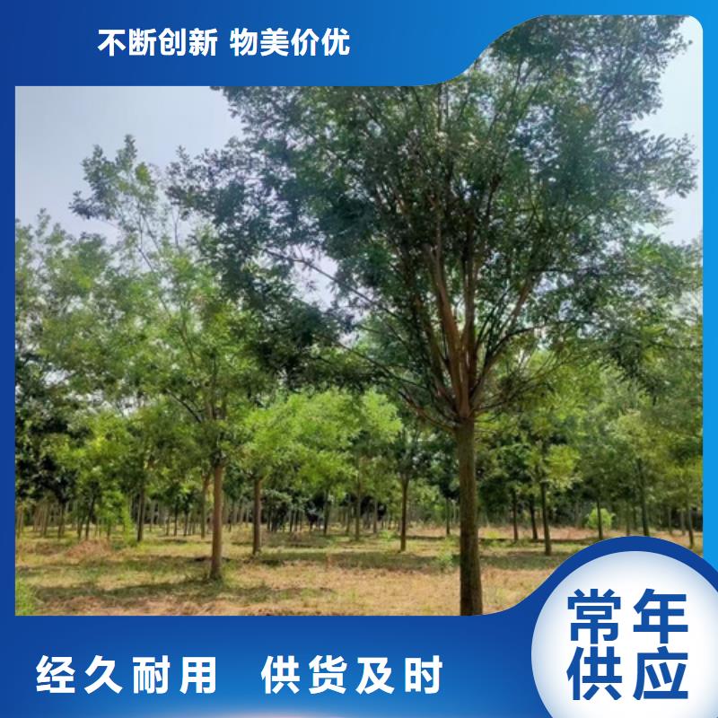 法桐截杆发帽采购
