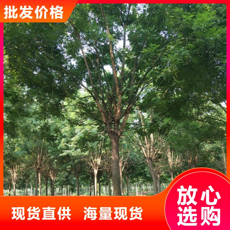 法桐,五角枫源头厂家供应