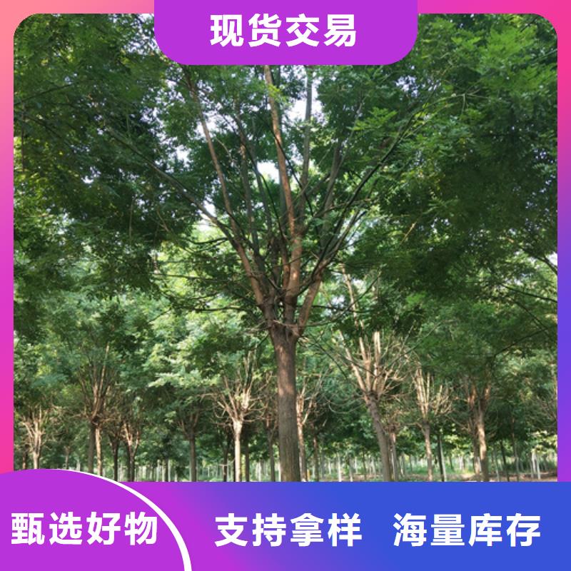 【法桐】黄金槐服务至上