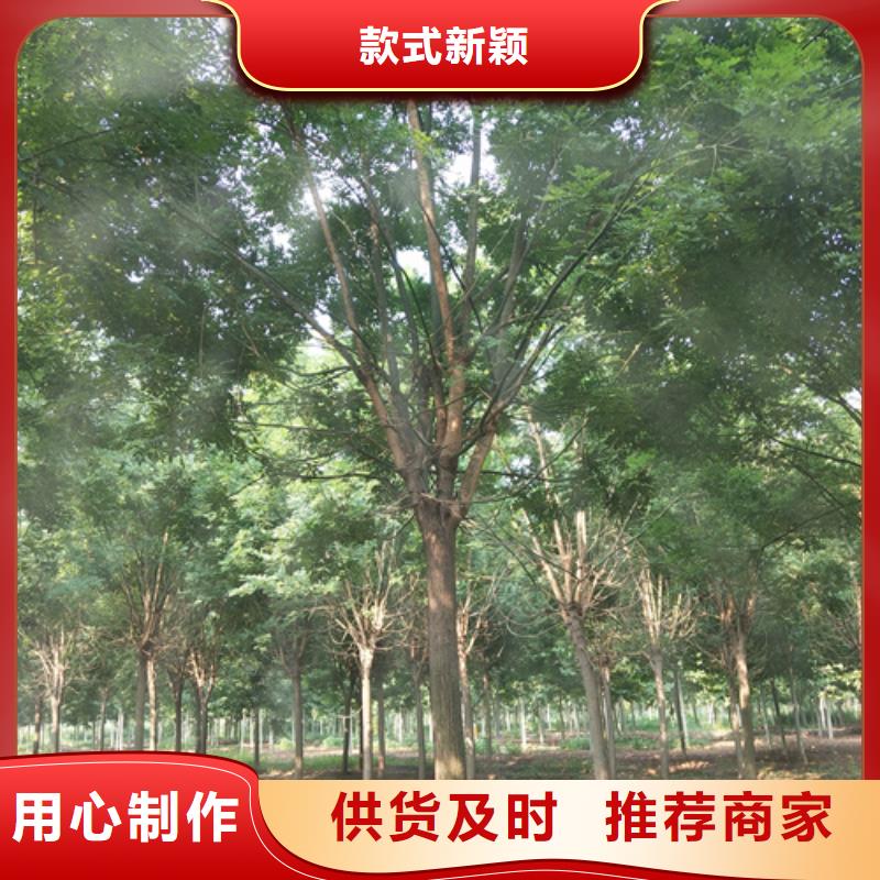法桐【五角枫】品牌专营