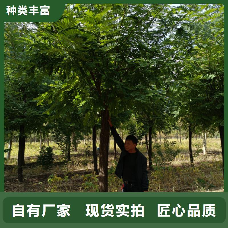 【法桐金叶槐N年专注】
