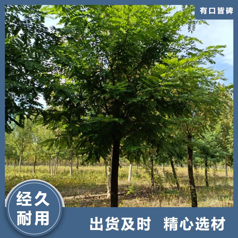 法桐黄金槐产品优良