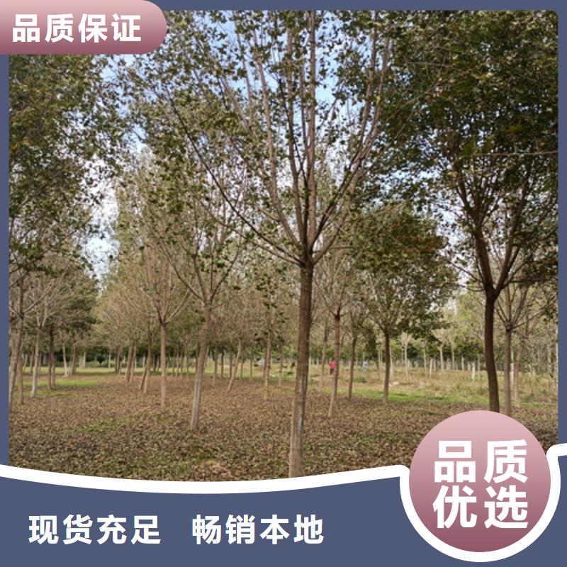 法桐黄金槐源头厂源头货