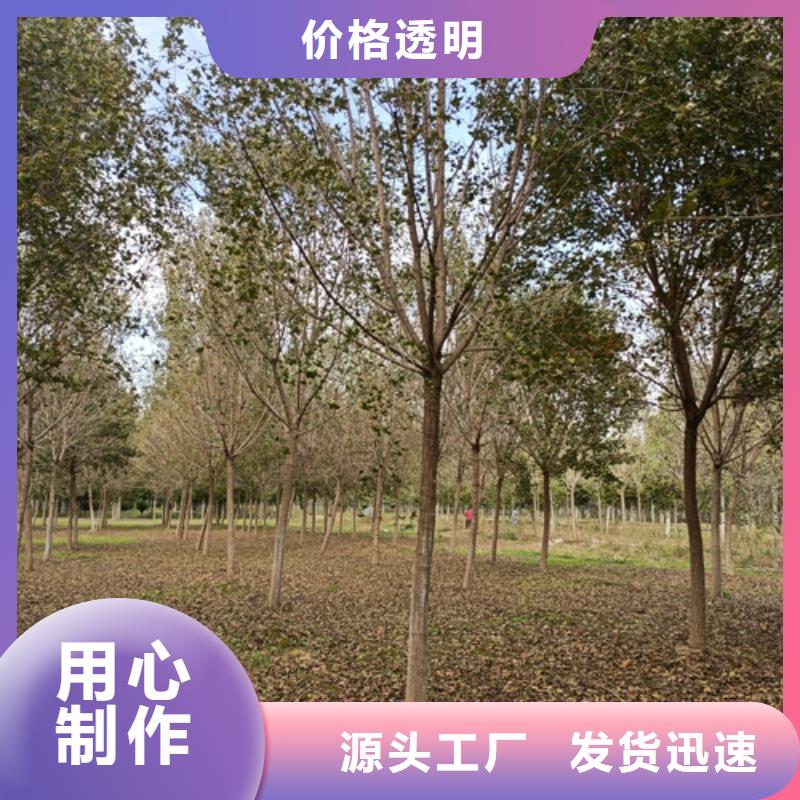 【法桐,黄金槐现货】