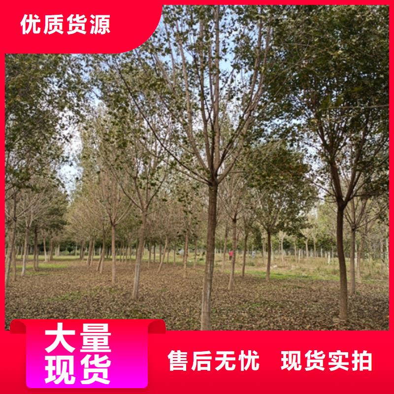 法桐厂家直销售后完善