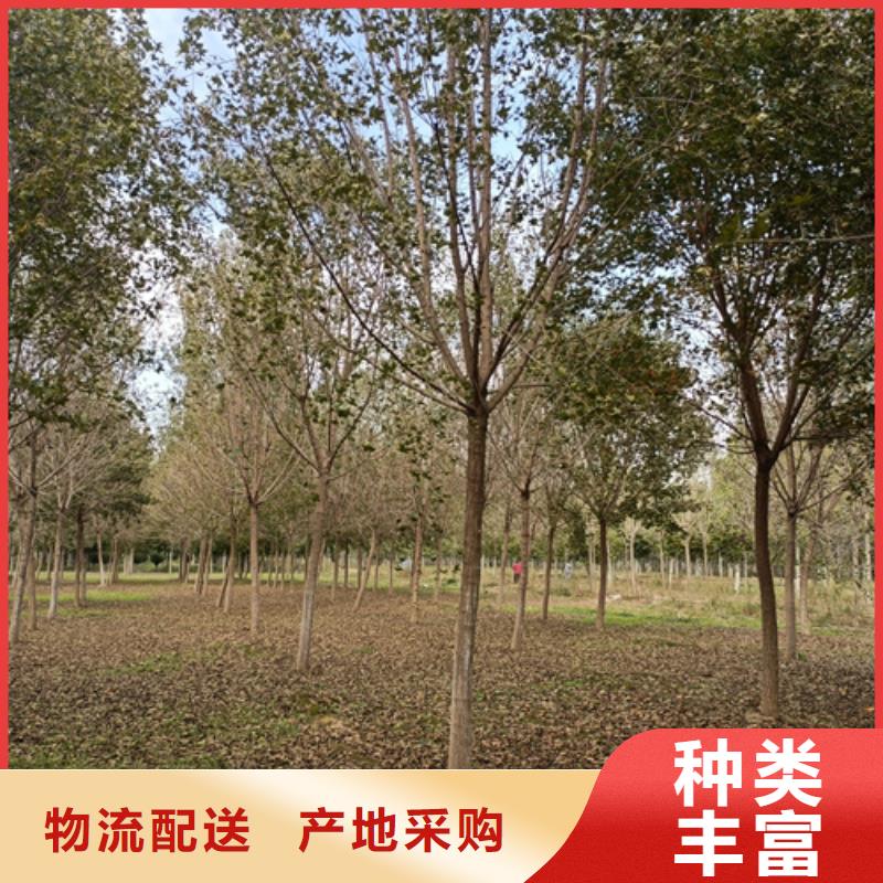 【法桐】国槐厂家规格全