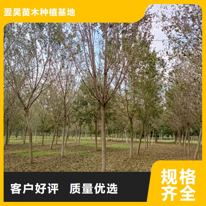 法桐_白蜡专注细节专注品质