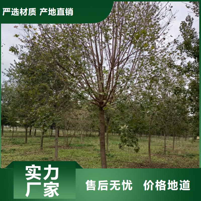 【法桐_樱花好产品有口碑】