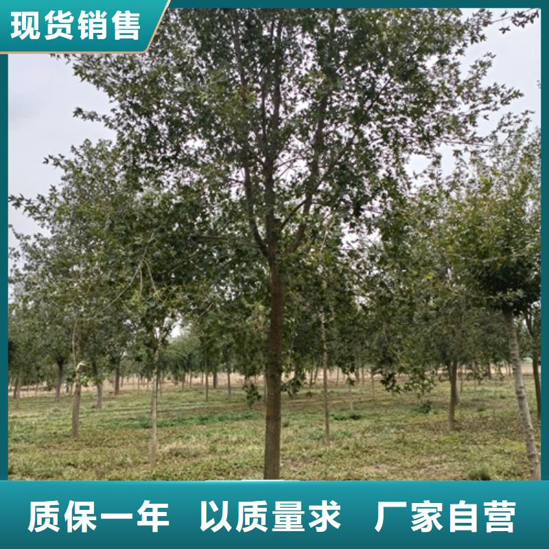 法桐白蜡诚信厂家